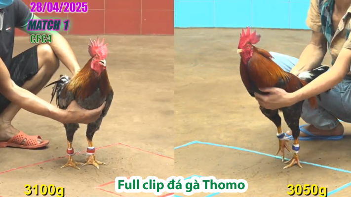 CPC4-TRẬN 1 | đá gà Thomo | 28/04/2025