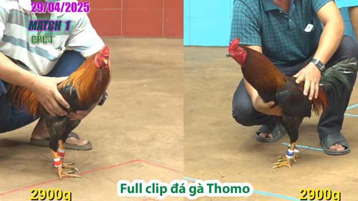 CPC4-TRẬN 1 | đá gà Thomo | 29/04/2025