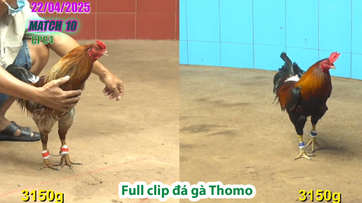 CPC4-TRẬN 10 | đá gà Thomo | 22/04/2025