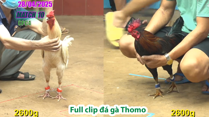 CPC4-TRẬN 10 | đá gà Thomo | 28/04/2025