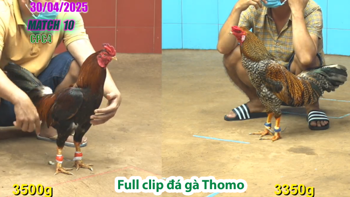 CPC4-TRẬN 10 | đá gà Thomo | 30/04/2025