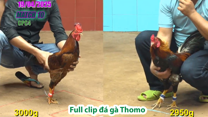 CPC4-TRẬN 10 | đá gà Thomo | 19/04/2025