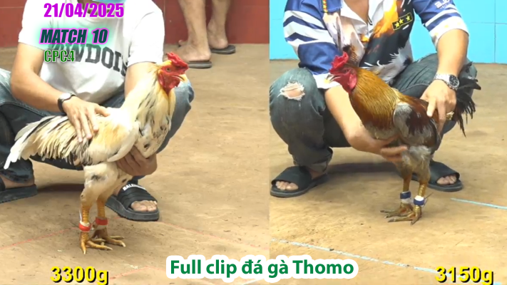 CPC4-TRẬN 10 | đá gà Thomo | 21/04/2025