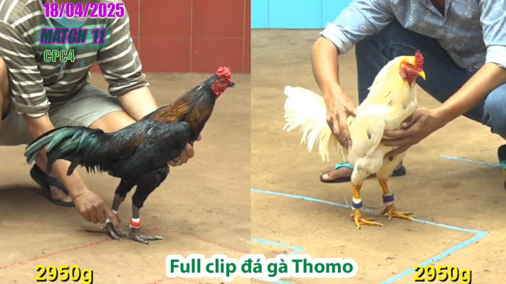 CPC4-TRẬN 11 | đá gà Thomo | 18/04/2025