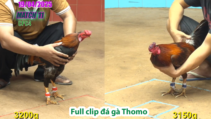 CPC4-TRẬN 11 | đá gà Thomo | 19/04/2025