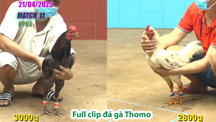 CPC4-TRẬN 11 | đá gà Thomo | 21/04/2025