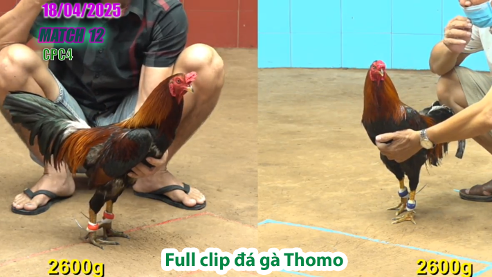 CPC4-TRẬN 12 | đá gà Thomo | 18/04/2025