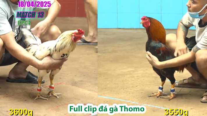 CPC4-TRẬN 13 | đá gà Thomo | 18/04/2025