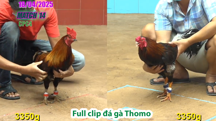 CPC4-TRẬN 14 | đá gà Thomo | 18/04/2025
