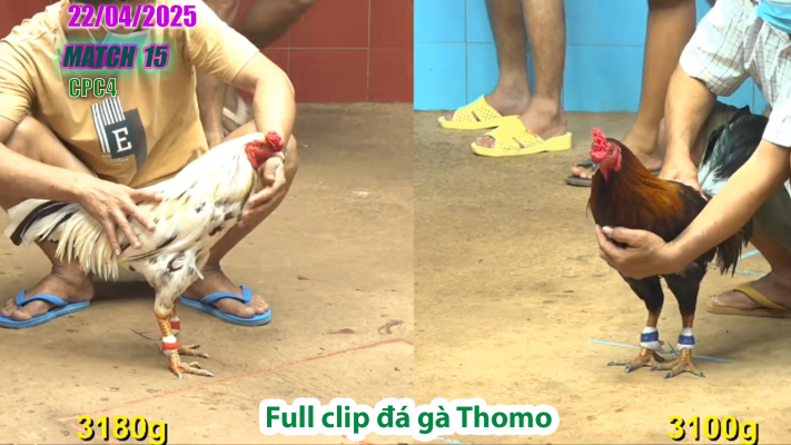 CPC4-TRẬN 15 | đá gà Thomo | 22/04/2025
