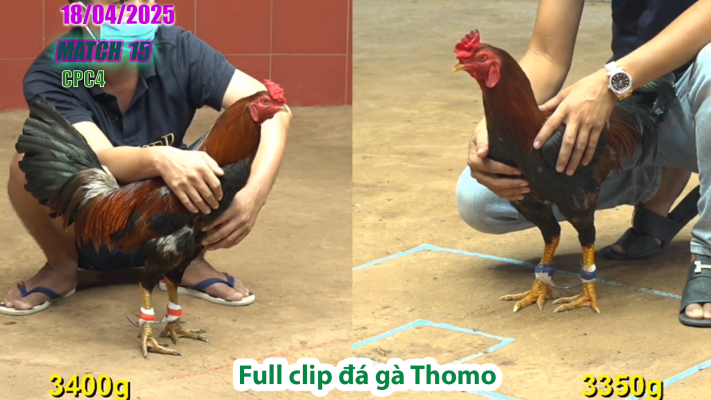 CPC4-TRẬN 15 | đá gà Thomo | 18/04/2025