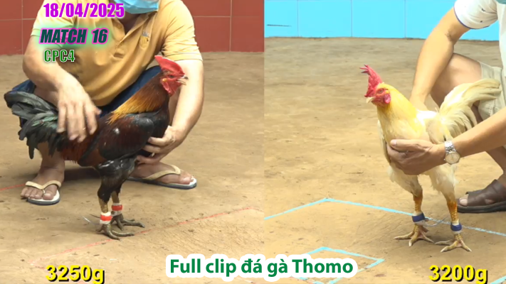 CPC4-TRẬN 16 | đá gà Thomo | 18/04/2025