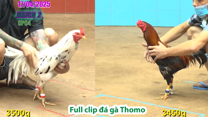 CPC4-TRẬN 2 | đá gà Thomo | 17/04/2025