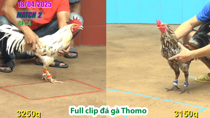 CPC4-TRẬN 2 | đá gà Thomo | 18/04/2025