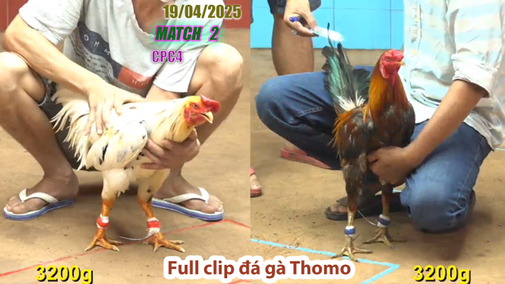 CPC4-TRẬN 2 | đá gà Thomo | 19/04/2025