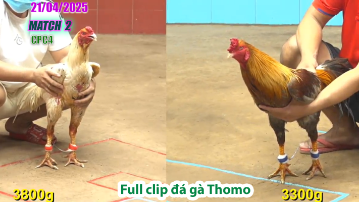 CPC4-TRẬN 2 | đá gà Thomo | 21/04/2025