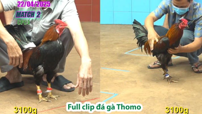 CPC4-TRẬN 2 | đá gà Thomo | 22/04/2025