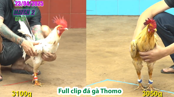 CPC4-TRẬN 2 | đá gà Thomo | 23/04/2025