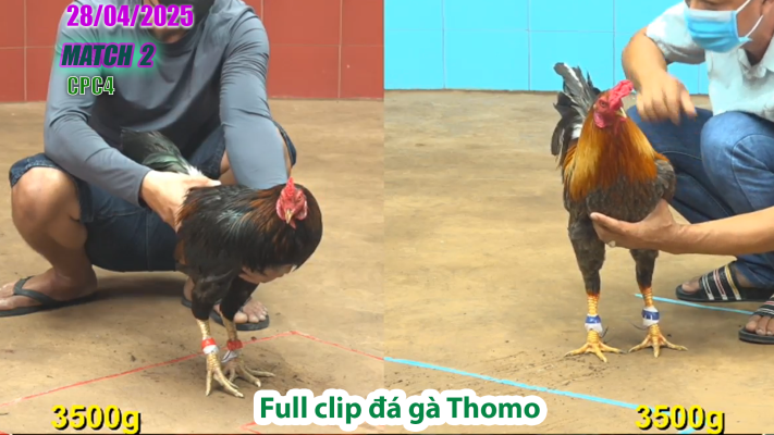 CPC4-TRẬN 2 | đá gà Thomo | 28/04/2025