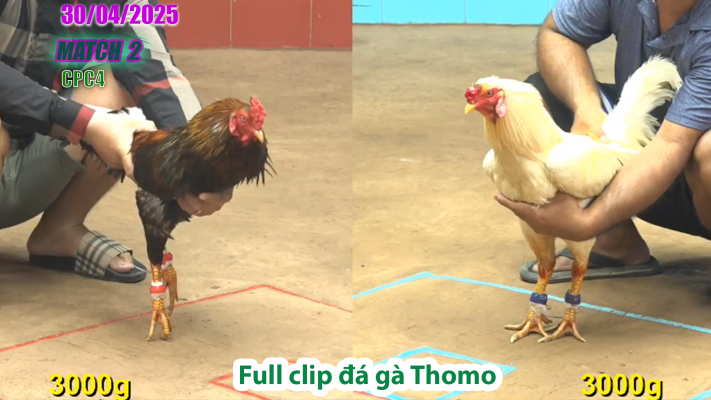 CPC4-TRẬN 2 | đá gà Thomo | 30/04/2025