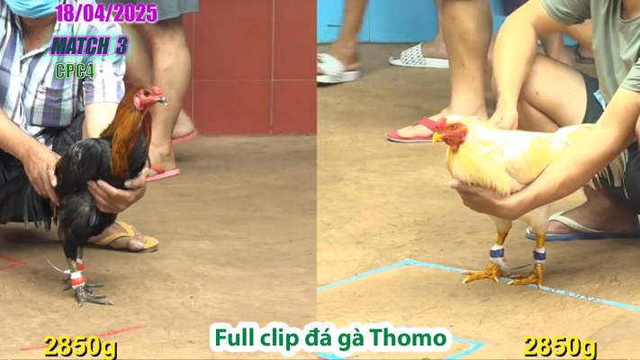 CPC4-TRẬN 3 | đá gà Thomo | 18/04/2025