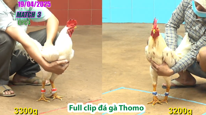 CPC4-TRẬN 3 | đá gà Thomo | 19/04/2025