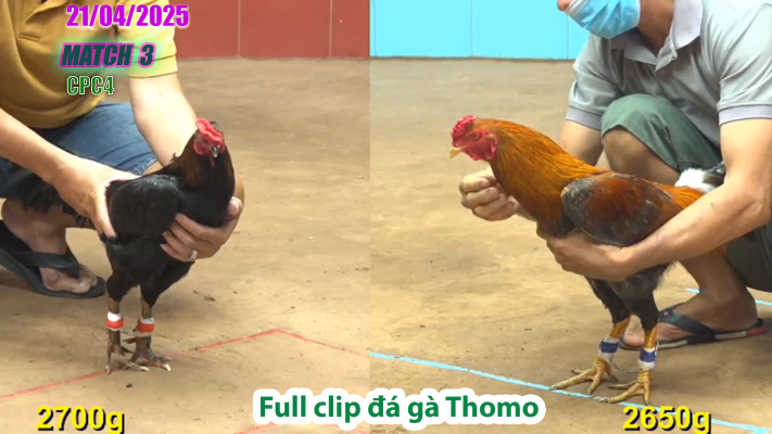 CPC4-TRẬN 3 | đá gà Thomo | 21/04/2025