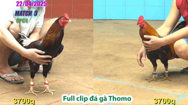 CPC4-TRẬN 3 | đá gà Thomo | 22/04/2025