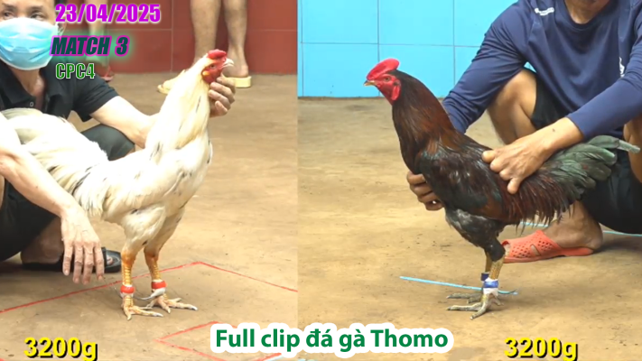 CPC4-TRẬN 3 | đá gà Thomo | 23/04/2025