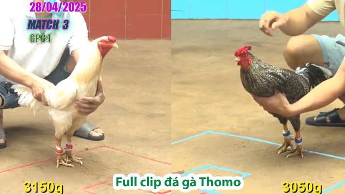 CPC4-TRẬN 3 | đá gà Thomo | 28/04/2025