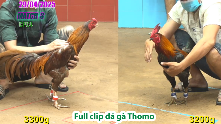 CPC4-TRẬN 3 | đá gà Thomo | 29/04/2025