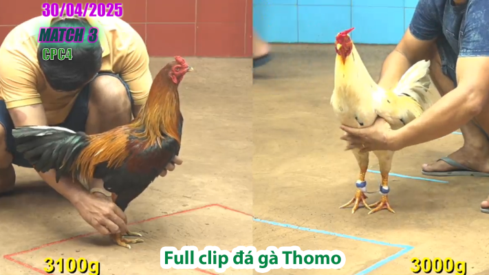 CPC4-TRẬN 3 | đá gà Thomo | 30/04/2025