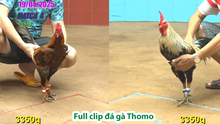 CPC4-TRẬN 4 | đá gà Thomo | 19/04/2025