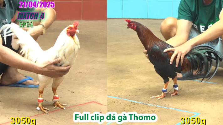 CPC4-TRẬN 4 | đá gà Thomo | 21/04/2025