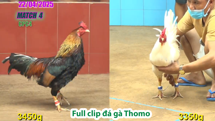 CPC4-TRẬN 4 | đá gà Thomo | 22/04/2025