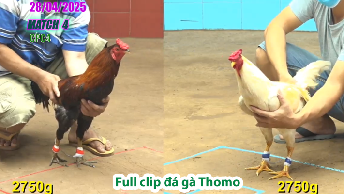 CPC4-TRẬN 4 | đá gà Thomo | 28/04/2025
