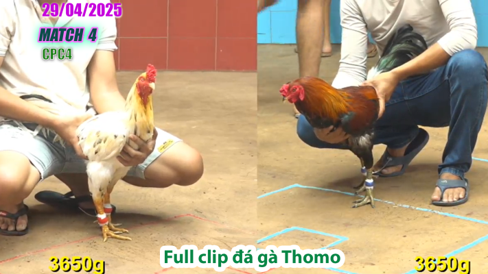 CPC4-TRẬN 4 | đá gà Thomo | 29/04/2025