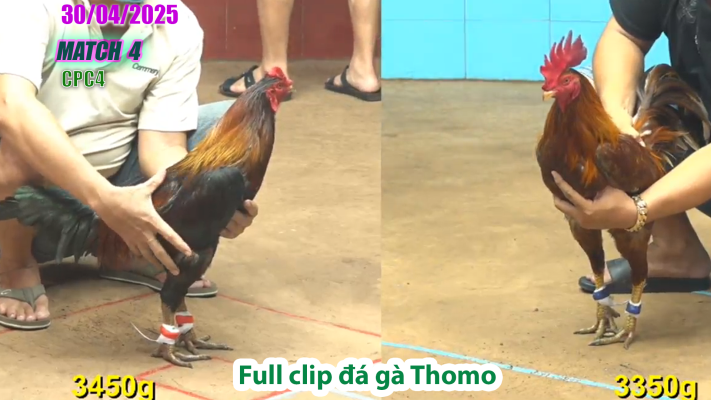 CPC4-TRẬN 4 | đá gà Thomo | 30/04/2025