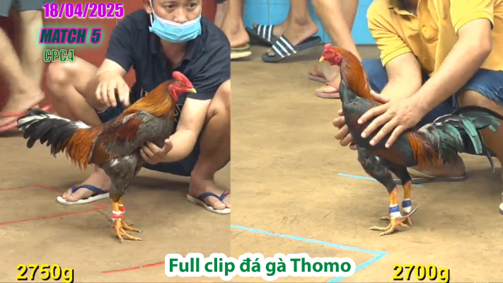 CPC4-TRẬN 5 | đá gà Thomo | 18/04/2025