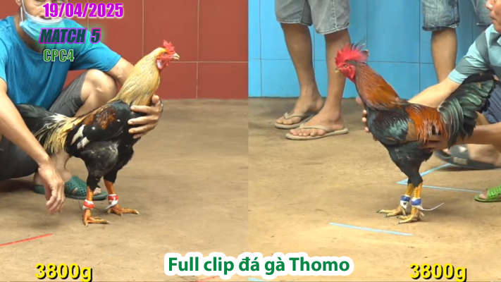 CPC4-TRẬN 5 | đá gà Thomo | 19/04/2025