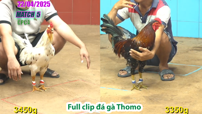 CPC4-TRẬN 5 | đá gà Thomo | 22/04/2025