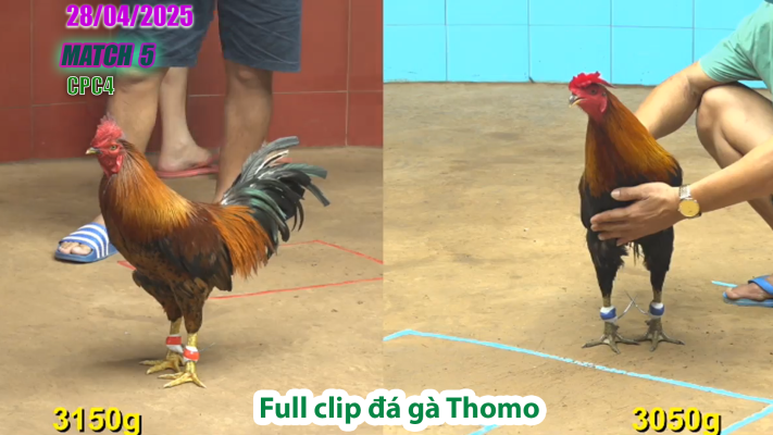 CPC4-TRẬN 5 | đá gà Thomo | 28/04/2025