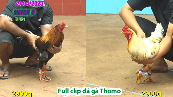 CPC4-TRẬN 5 | đá gà Thomo | 29/04/2025