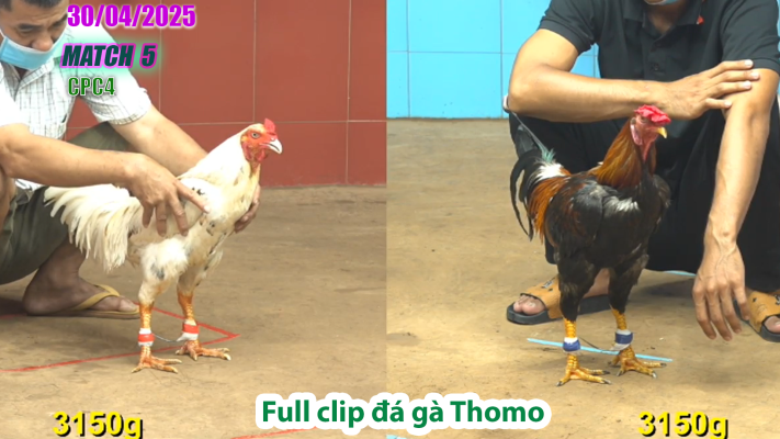 CPC4-TRẬN 5 | đá gà Thomo | 30/04/2025