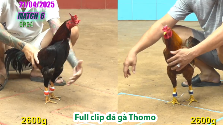 CPC4-TRẬN 6 | đá gà Thomo | 21/04/2025