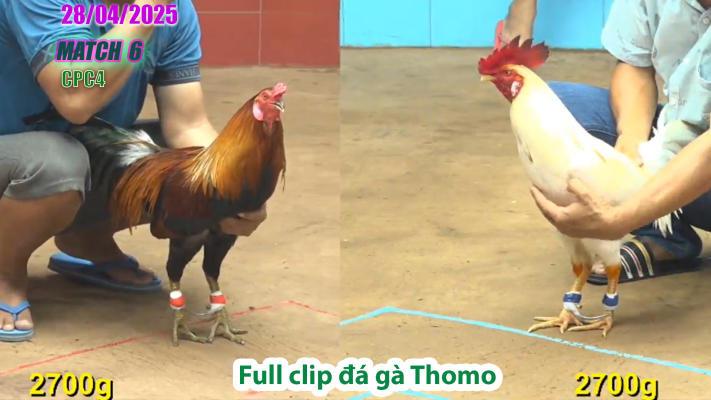 CPC4-TRẬN 6 | đá gà Thomo | 28/04/2025