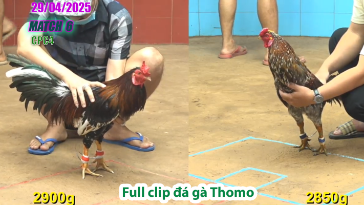 CPC4-TRẬN 6 | đá gà Thomo | 29/04/2025