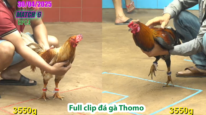 CPC4-TRẬN 6 | đá gà Thomo | 30/04/2025