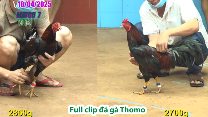 CPC4-TRẬN 7 | đá gà Thomo | 18/04/2025