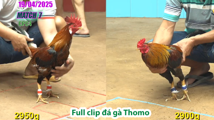 CPC4-TRẬN 7 | đá gà Thomo | 19/04/2025